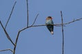 Oriental dollarbird roller bird with brown head blue body and re