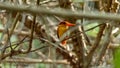 Oriental Dwarf Kingfisher also known as the Rufous-backed Kingfisher is one the most colourful kingfisher found in Indonesia. an