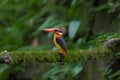 Oriental Dwarf Kingfisher or Black Backed Kingffisher Royalty Free Stock Photo