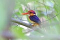 Oriental Dwarf Kingfisher Ceyx erithaca Birds of Thailand Royalty Free Stock Photo