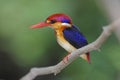 Oriental Dwarf Kingfisher Ceyx erithaca Birds of Thailand Royalty Free Stock Photo