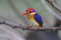 Oriental Dwarf Kingfisher Ceyx erithaca Birds of Thailand Royalty Free Stock Photo