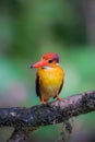 Oriental dwarf kingfisher Ceyx erithaca Black-backed kingfisher,beautiful tiny orange Royalty Free Stock Photo