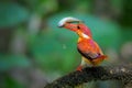 Oriental dwarf kingfisher Ceyx erithaca Black-backed kingfisher,beautiful tiny orange Royalty Free Stock Photo