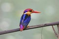 Oriental Dwarf Kingfisher Ceyx erithaca Cute Birds of Thailand Royalty Free Stock Photo