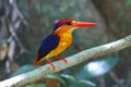 Oriental Dwarf Kingfisher Ceyx erithaca Cute Birds of Thailand Royalty Free Stock Photo