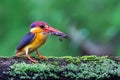 Oriental Dwarf Kingfisher with Frog kill Royalty Free Stock Photo