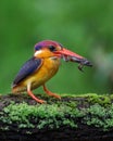 Oriental Dwarf Kingfisher with Frog kill Royalty Free Stock Photo