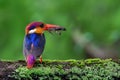 Oriental Dwarf Kingfisher with Frog kill Royalty Free Stock Photo