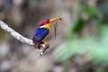 Oriental Dwarf Kingfisher Royalty Free Stock Photo