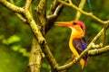 Oriental Dwarf Kingfisher perched on a branch. Royalty Free Stock Photo