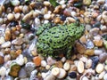 Oriental fire bellied toad Royalty Free Stock Photo