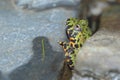 Oriental fire-bellied toad Royalty Free Stock Photo