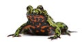 Oriental Fire-bellied Toad, Bombina orientalis Royalty Free Stock Photo