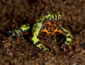 Oriental fire bellied toad defensive pose, china Royalty Free Stock Photo