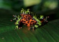 Oriental fire bellied toad male green leaf, china Royalty Free Stock Photo