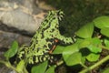 Oriental fire-bellied toad Royalty Free Stock Photo