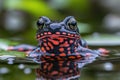 An oriental fire-bellied toad in a pond, detailed and vibrant, natural setting Royalty Free Stock Photo