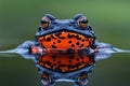An oriental fire-bellied toad in a pond, detailed and vibrant, natural setting Royalty Free Stock Photo
