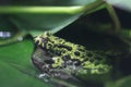 Oriental fire-bellied toad Royalty Free Stock Photo
