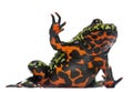 Oriental Fire-bellied Toad waving Royalty Free Stock Photo