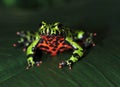 Oriental firebellied toad, china green frog Royalty Free Stock Photo