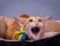 The cat growls angrily.Incredibly beautiful red cat oriental. Red cat with a serious expression of the muzzle. Royalty Free Stock Photo