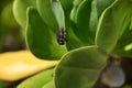 Oriental flower beetle on a beach naupaka flower, Ka'ena Point, Oahu Hawaii