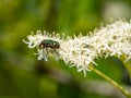Oriental flower beetle on white flowers 1