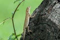 Oriental forest lizard climbing up a tree