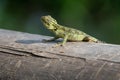 Oriental forest lizard sunning himself on a log, in Uganda