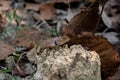 Oriental Forest Lizards - Genus Calotes in Laos