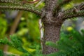 Oriental Forest Lizards - Genus Calotes on tree in Laos