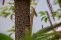 Oriental Forest Lizards - Genus Calotes on tree in Laos