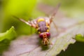 An Oriental Fruit flies, The Pest Royalty Free Stock Photo