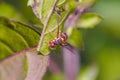 An Oriental Fruit flies, The Pest Royalty Free Stock Photo