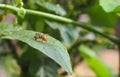 Oriental fruit fly (Bactrocera dorsalis) Royalty Free Stock Photo