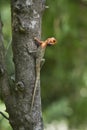 Oriental garden lizard in Bardia, Nepal Royalty Free Stock Photo