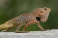 Oriental Garden Lizard Calotes versicolor Close-Up. Royalty Free Stock Photo