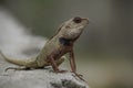 Oriental Garden Lizard Calotes versicolor Close-Up. Royalty Free Stock Photo