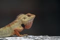 Oriental Garden Lizard Calotes versicolor Close-Up. Royalty Free Stock Photo