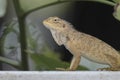 Oriental Garden Lizard Calotes versicolor Close-Up. Royalty Free Stock Photo