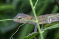 Close shot of the Oriental Garden Lizard Royalty Free Stock Photo