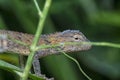 Close shot of the Oriental Garden Lizard Royalty Free Stock Photo