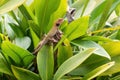 Oriental Garden Lizard - Calotes versicolor Royalty Free Stock Photo