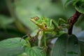 Oriental Garden Lizard - Calotes versicolor Royalty Free Stock Photo