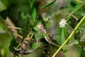 Oriental garden lizard Calotes versicolor Juvenile Royalty Free Stock Photo