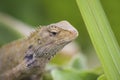 Oriental Garden Lizard - Calotes Versicolor - Macro Royalty Free Stock Photo