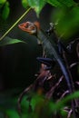 Oriental Garden Lizard - Calotes versicolor Royalty Free Stock Photo