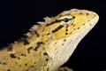 Oriental garden lizard Calotes versicolor Royalty Free Stock Photo